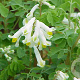 Corydalis ochroleuca GM P9