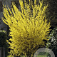 Forsythia intermedia 'Goldrausch' 30-40 cm 3,0L