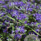 Caryopteris cland. 'Heavenly Blue' GM P9