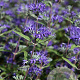 Caryopteris cland. 'Heavenly Blue' GM P9