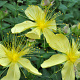 Hypericum olymp. 'Citrinum' GM P9