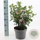 Viburnum tinus 30-40 cm 5,0L