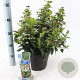 Viburnum tinus 30-40 cm 5,0L