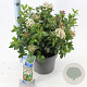 Viburnum tinus 30-40 cm 5,0L