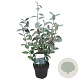 Elaeagnus ebbingei 50-60 cm 5,0L