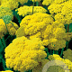 Achillea fil. 'Cloth of Gold' GM P9
