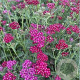 Achillea m. 'Sammetriese' GM P9