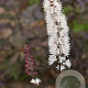 Actaea simp. 'Black Negligee' GM P9