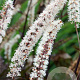 Actaea simp. 'Black Negligee' GM P9