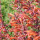 Agastache 'Firebird' GM P9