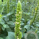 Agastache nepetoides GM P9
