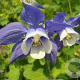 Aquilegia 'Spring Magic Blue White' GM P9