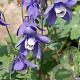 Aquilegia 'Spring Magic Blue White' GM P9