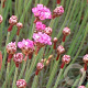 Armeria mar. 'Rubrifolia' GM P9