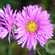 Aster n.-b. 'Patricia Ballard' GM P9