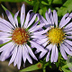 Aster (D) 'Zwergenhimmel' GM P9