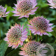Astrantia maj. 'Florence' GM P9