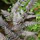 Athyrium niponicum 'Burgundy Lace' GM P9