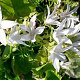 Campanula posch. 'E.H. Frost' GM P9
