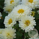 Chrysanthemum (I) 'Poesie' GM P9