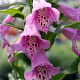 Digitalis purp. Excelsior Hybrids GM P9