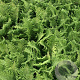Dryopteris f.-m. 'Crispa Cristata' GM P9