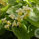 Epimedium perralderianum GM P9