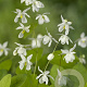 Epimedium y. 'Niveum' GM P9
