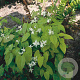 Epimedium y. 'Niveum' GM P9