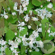 Epimedium y. 'Niveum' GM P9