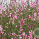 Gaura l. 'Siskiyou Pink' GM P9