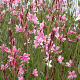 Gaura l. 'Siskiyou Pink' GM P9
