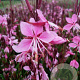 Gaura l. 'Siskiyou Pink' GM P9