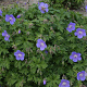 Geranium himalayense 'Baby Blue' GM P9