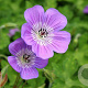 Geranium 'Sylvia's Surprise' GM P9