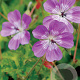 Geranium 'Sylvia's Surprise' GM P9