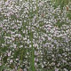 Goniolimon tataricum GM P9