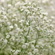 Gypsophila pan. 'Schneeflocke' GM P9