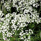Gypsophila pan. 'Schneeflocke' GM P9