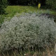 Gypsophila pan. 'Schneeflocke' GM P9