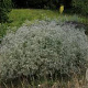 Gypsophila pan. 'Schneeflocke' GM P9