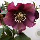 Helleborus o. 'Pretty Ellen Red' GM P9