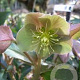 Helleborus sternii GM P9