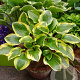 Hosta 'Queen Josephine' GM P9