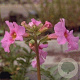 Incarvillea delavayi GM P9