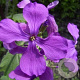 Lunaria annua GM P9