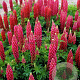 Lupinus 'The Pages' GM P9