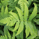 Matteuccia orientalis GM P9