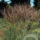 Miscanthus sin. 'Kleine Silbersp.' GM P9