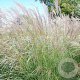 Miscanthus sin. 'Yaku Jima' GM P9